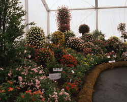 Rosen-Ausstellung auf der Bundesgartenschau Rosen-Ausstellung auf der Bundesgartenschau