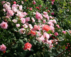 Aktuelle Rosen Produktion Aktuelle Rosen Produktion