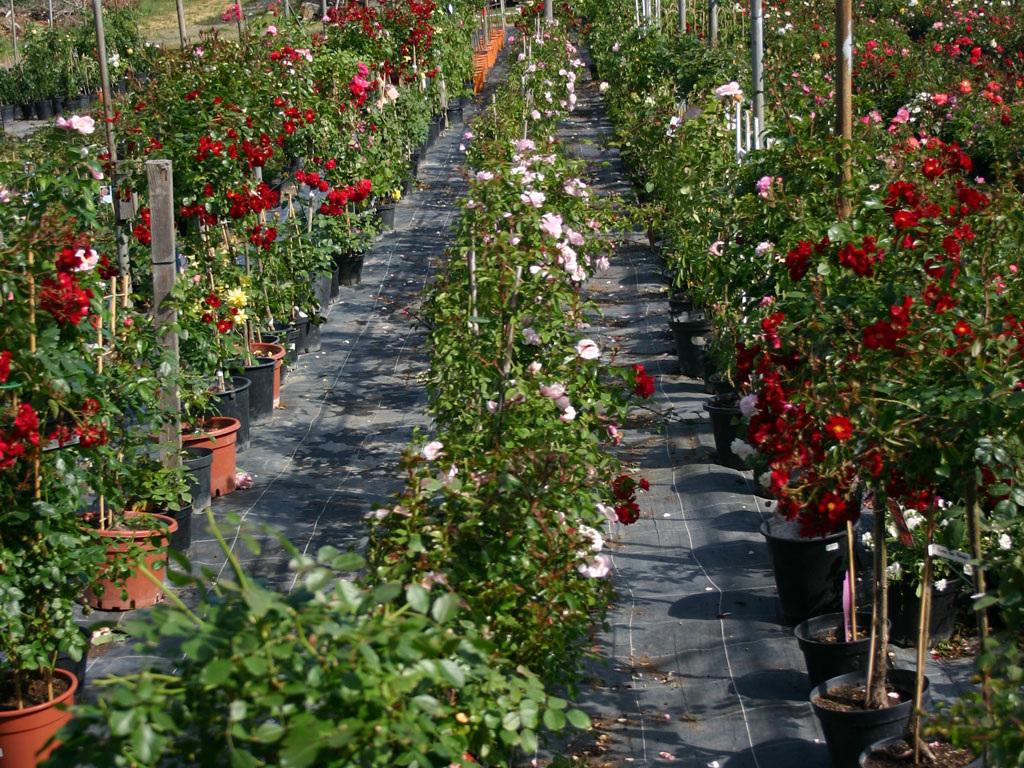 Rosen kaufen AGEL ROSEN Online Shop
