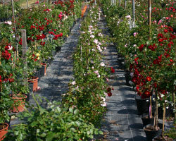 Aktuelle Rosen Produktion Aktuelle Rosen Produktion