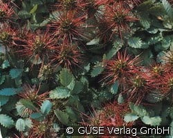 Blaugrünes Stachelnüsschen (Stauden für Steingärten & Trockenmauern) Bild der Staude 'Blaugrünes Stachelnüsschen' (Acaena buchananii)