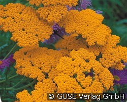 Gold-Schafgarbe (Stauden für Beete, Rabatten & Schnitt) Bild der Staude 'Gold-Schafgarbe' (Achillea Filipendulina-Hybride 'Coronation Gold')
