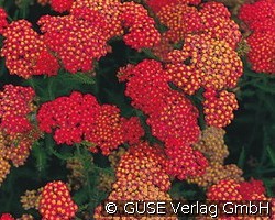 Garten-Schafgarbe (Stauden für Beete, Rabatten & Schnitt) Bild der Staude 'Garten-Schafgarbe' (Achillea Millefolium-Hybride 'Red Velvet')
