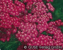 Schafgarbe (Stauden für Beete, Rabatten & Schnitt) Bild der Staude 'Schafgarbe' (Achillea millefolium 'Kirschkönigin')