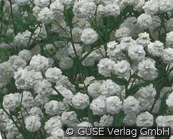 Gefüllte Sumpf-Schafgarbe (Stauden für Beete, Rabatten & Schnitt) Bild der Staude 'Gefüllte Sumpf-Schafgarbe' (Achillea ptarmica 'The Pearl')