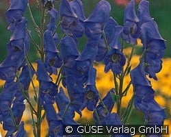 Berg-Eisenhut (Stauden für Beete, Rabatten & Schnitt) Bild der Staude 'Berg-Eisenhut' (Aconitum napellus)