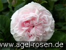 Bild der Rose 'Félicité Parmentier' (Albarose)