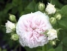 Félicité Parmentier (Albarose) Bild der Rose 'Félicité Parmentier' (Albarose)