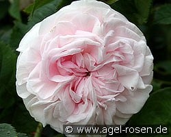 Félicité Parmentier (Albarose) Bild der Rose 'Félicité Parmentier' (Albarose)