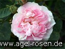 Bild der Rose 'Great Maiden's Blush' (Albarose)