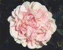 Great Maiden's Blush (Albarose) Bild der Rose 'Great Maiden's Blush' (Albarose)