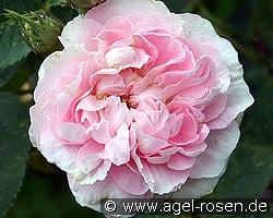 Great Maiden's Blush (Albarose) Bild der Rose 'Great Maiden's Blush' (Albarose)