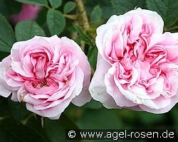Königin von Dänemark (Albarose) Bild der Rose 'Königin von Dänemark' (Albarose)