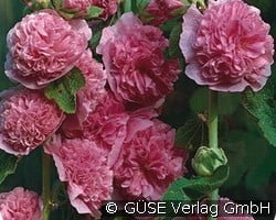Stockrose (Stauden für Beete, Rabatten & Schnitt) Bild der Staude 'Stockrose' (Alcea rosea 'Pleniflora')