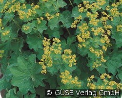 Frauenmantel (Stauden für Beete, Rabatten & Schnitt) Bild der Staude 'Frauenmantel' (Alchemilla mollis)