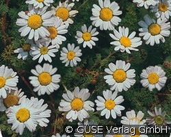 Ringblume (Stauden für Steingärten & Trockenmauern) Bild der Staude 'Ringblume' (Anacyclus depressus 'Silberkissen')