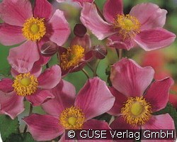 Herbst-Anemone, Japan-Anemone (Stauden für Beete, Rabatten & Schnitt) Bild der Staude 'Herbst-Anemone, Japan-Anemone' (Anemone Japonica-Hybride)