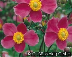 Japan-Herbst-Anemone (Stauden für Beete, Rabatten & Schnitt) Bild der Staude 'Japan-Herbst-Anemone' (Anemone Japonica-Hybride 'Rotkäppchen')