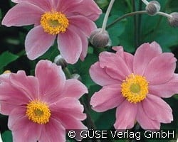 Herbst-Anemone (Stauden für Beete, Rabatten & Schnitt) Bild der Staude 'Herbst-Anemone' (Anemone hupehensis 'Septembercharme')