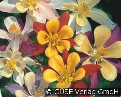Akelei (Stauden für Beete, Rabatten & Schnitt) Bild der Staude 'Akelei' (Aquilegia Caerulea-Hybride 'Mc Kana')