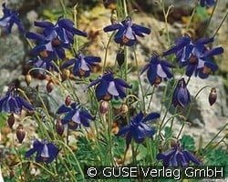 Alpen-Akelei (Stauden für Steingärten & Trockenmauern) Bild der Staude 'Alpen-Akelei' (Aquilegia alpina)
