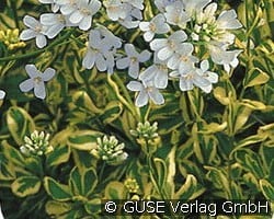 Gelbbunte Gänsekresse kaufen, clicken für mehr Details Gelbbunte Gänsekresse