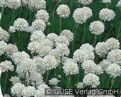 Grasnelke (Stauden für Steingärten & Trockenmauern) Bild der Staude 'Grasnelke' (Armeria maritima 'Alba')