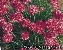 Strand-Grasnelke (Stauden für Beete, Rabatten & Schnitt) Bild der Staude 'Strand-Grasnelke' (Armeria maritima 'Düsseldorfer Stolz')