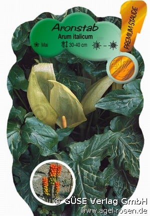 Geaderter Aronstab (Stauden für Beete, Rabatten & Schnitt) Bild der Staude 'Geaderter Aronstab' (Arum italicum)