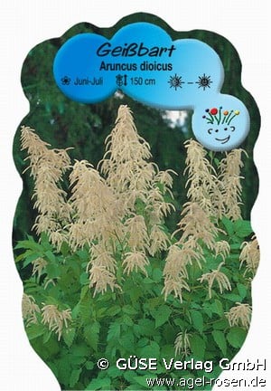 Wald-Geißbart (Stauden für Beete, Rabatten & Schnitt) Bild der Staude 'Wald-Geißbart' (Aruncus dioicus)