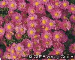 Kissen-Aster (Stauden für Beete, Rabatten & Schnitt) Bild der Staude 'Kissen-Aster' (Aster Dumosus-Hybride 'Heinz Richard')