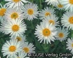 Alpen-Aster (Stauden für Steingärten & Trockenmauern) Bild der Staude 'Alpen-Aster' (Aster alpinus 'Albus')
