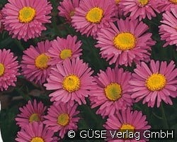 Alpen-Aster (Stauden für Steingärten & Trockenmauern) Bild der Staude 'Alpen-Aster' (Aster alpinus 'Happy End')