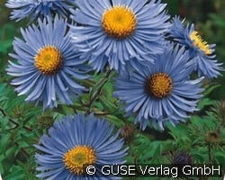 Raublatt-Aster (Stauden für Beete, Rabatten & Schnitt) Bild der Staude 'Raublatt-Aster' (Aster novae-angliae 'Barrs Blue')