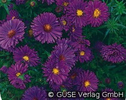 Glattblatt-Aster (Stauden für Beete, Rabatten & Schnitt) Bild der Staude 'Glattblatt-Aster' (Aster novi-belgii)