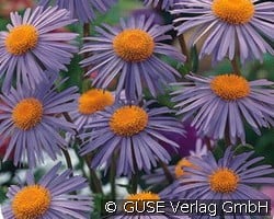 Frühsommer-Aster (Stauden für Beete, Rabatten & Schnitt) Bild der Staude 'Frühsommer-Aster' (Aster tongolensis 'Wartburgstern')