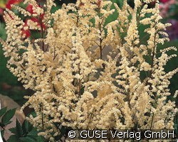Prachtspiere (Stauden für Beete, Rabatten & Schnitt) Bild der Staude 'Prachtspiere' (Astilbe Arendsii-Hybride)