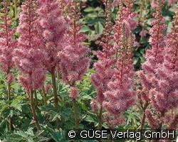Zwerg-Spiere (Stauden für Beete, Rabatten & Schnitt) Bild der Staude 'Zwerg-Spiere' (Astilbe chinensis var. pumila)