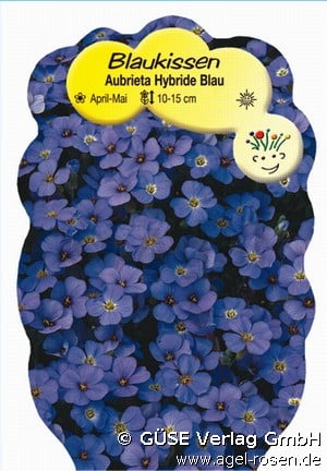 Bild der Staude 'Blaukissen' (Aubrieta Hybride)