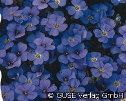 Blaukissen (Stauden für Steingärten & Trockenmauern) Bild der Staude 'Blaukissen' (Aubrieta Hybride)