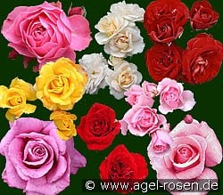 10 Beetrosen gemischt (Beetrose) Bild der Rose '10 Beetrosen gemischt' (Beetrose)