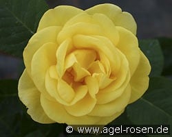 Akzent (Beetrose) Bild der Rose 'Akzent' (Beetrose)