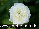 Bild der Rose 'Alabaster' (Beetrose)