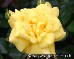 Allgold (Beetrose) Bild der Rose 'Allgold' (Beetrose)