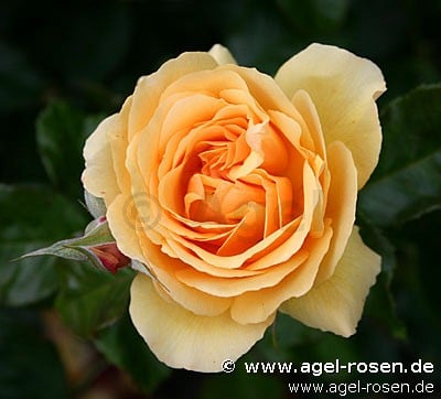 Amber Queen (Beetrose) Bild der Rose 'Amber Queen' (Beetrose)