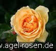 Amber Queen (Beetrose) Bild der Rose 'Amber Queen' (Beetrose)