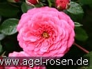 Bild der Rose 'Amulett' (Beetrose)