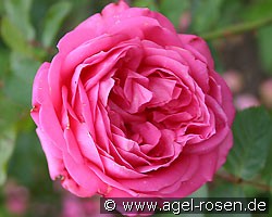 Angela Wänninger (Beetrose) Bild der Rose 'Angela Wänninger' (Beetrose)
