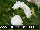 Bild der Rose 'Anne-Marie de Montravel' (Beetrose)