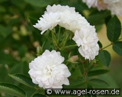 Anne-Marie de Montravel (Beetrose) Bild der Rose 'Anne-Marie de Montravel' (Beetrose)